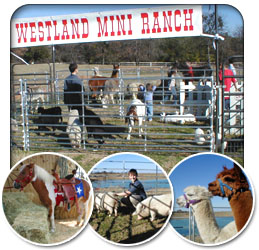 WESTLAND RANCH